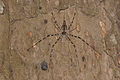 * Nomination Tree trunk spider ,Hersiliidae --Vengolis 23:47, 10 August 2017 (UTC) * Promotion Good quality. PumpkinSky 00:29, 11 August 2017 (UTC)