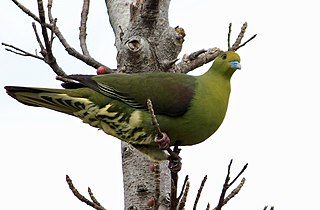 Ryukyu green pigeon Species of bird