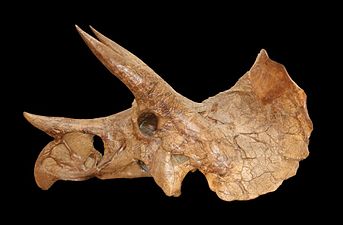 גולגולת של טריצרטופס מהמין Triceratops prorsus שבזכות קרניו הארוכות והחדות, העטרה המוצקה וגודלו הרב היווה יריב שקול לטי-רקס ואף למעלה מכך.