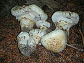 Tricholoma magnivelare