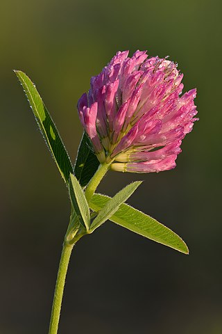 <i>Trifolium medium</i> Species of flowering plant in the bean family Fabaceae