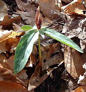 <i>Trillium lancifolium</i> Species of flowering plant