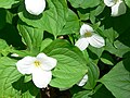 Trillium grandiflorum