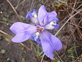 Trimezia violacea flower.jpg