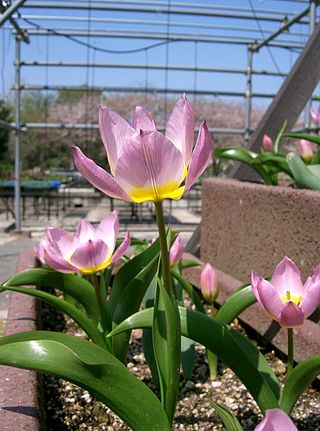 <i>Tulipa saxatilis</i> Species of flowering plant