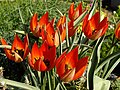 Tulipa orphanidea subsp. whittalii