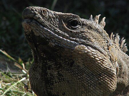 Tập_tin:Tulum-iguana-001.jpg