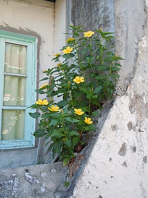 Descrierea imaginii Turnera ulmifolia - Terre de Haut.JPG.