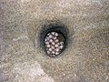 Яйца логгерхеда в гнезде