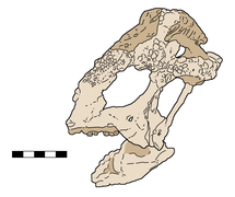 Tylocephale skull line