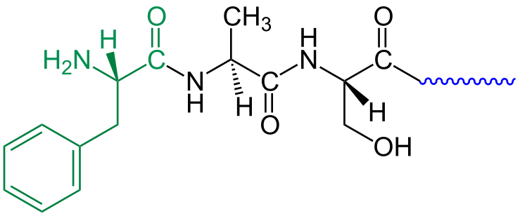 Beispiel für ein Typ-2-Degron mit grün markierter N-terminaler α-Aminosäure L-Phenylalanin und der blau markierten schematisch angedeuteten restlichen Proteinkette bis zur C-terminalen α-Aminosäure am Ende.