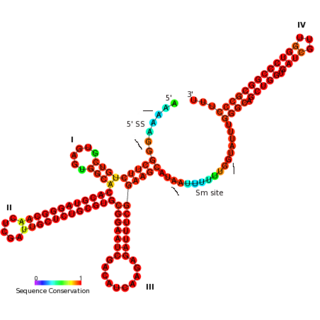 <span class="mw-page-title-main">U11 spliceosomal RNA</span> Non-coding RNA involved in alternative splicing