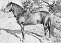 Uljaanpoika 1694, a founding stallion