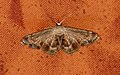 Unidentified moth from Mangalore