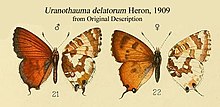 UranothaumaDelatorumMFHeron1909.JPG