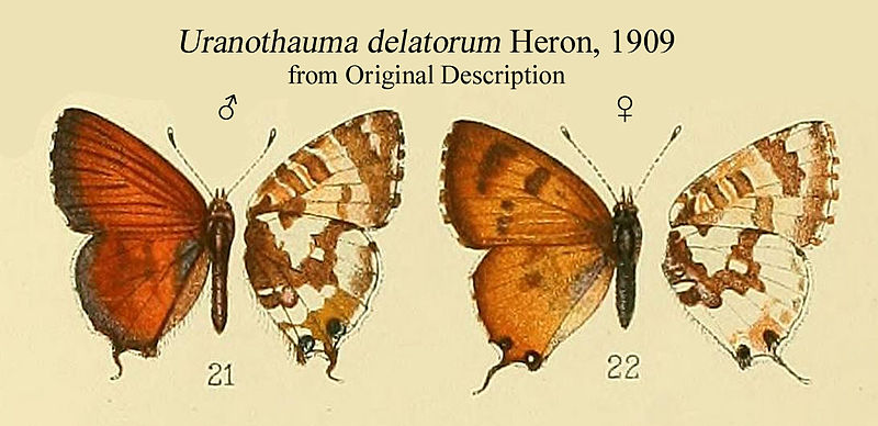 File:UranothaumaDelatorumMFHeron1909.JPG