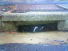 African penguins nesting in a roadside suburban storm drain in Cape Town, South Africa Urban wildlife-Cape Town-Penguins-001.jpg