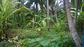 The coconut garden is green thanks to alluvium