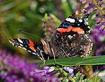 Vanessa atalanta (Nymphalidae) Red Admiral