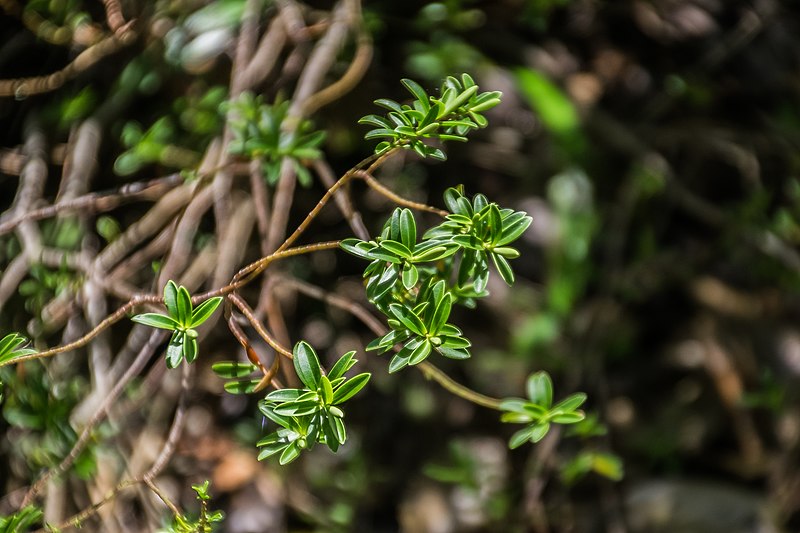 File:Veronica rakaiensis 01.jpg