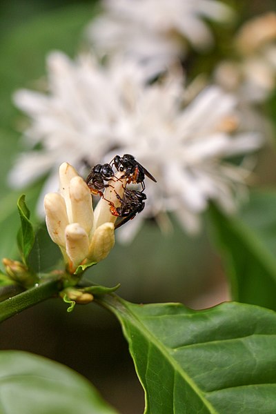 File:Vespas sobre flores.jpg