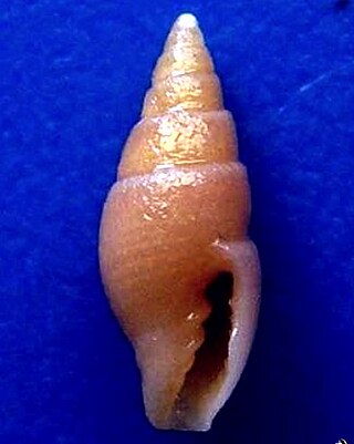 <i>Vexillum hypatiae</i> Species of gastropod