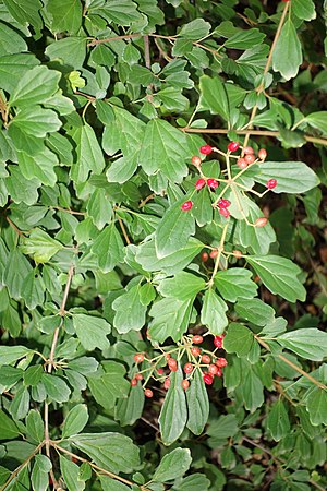 Viburnum foetidum var. ceanothoides - Quarryhill Botanical Garden - DSC03351.JPG