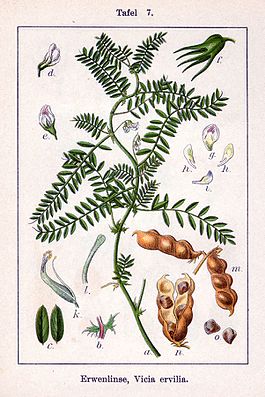 Vicia ervilia Sturm7.jpg