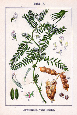 Ervilhaca lentilha (Vicia ervilia), ilustração