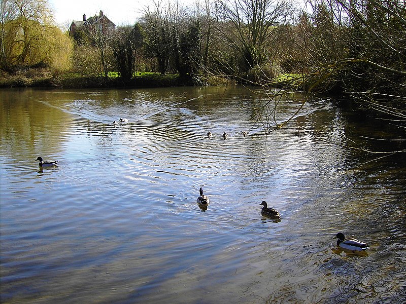 File:Village pond, Bishopstone, Swindon - geograph.org.uk - 355545.jpg