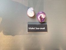 Exhibit of Janthina janthina at Manchester Museum Violet Sea-Snail.jpg