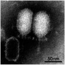 Bacillus-Virus Goe4, Salasmaviridae