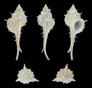 <i>Vokesimurex mindanaoensis</i> Species of gastropod