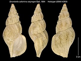 Volutopsius stejnegeri