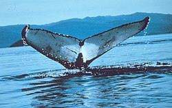 Tail flukes have unique markings allowing identification of each individual. W Humpbackwhale00.jpg