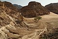 The same tree, viewed from a higher vantage point in the wadi.