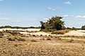 * Nomination Walk across the Hulshorsterzand/ Hulshorsterheide. Pinus sylvestris. --Agnes Monkelbaan 04:37, 26 June 2017 (UTC) * Promotion  Support Good quality. -- Johann Jaritz 05:47, 26 June 2017 (UTC)