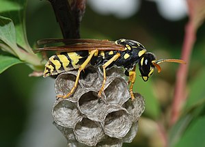 Wasp March 2008-3.jpg