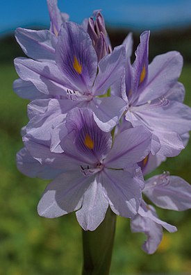 Vesihyasintin (Eichhornia crassipes) kukintoja.