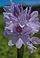 Inflorescence de jacinthe d’eau (Eichhornia crassipes).