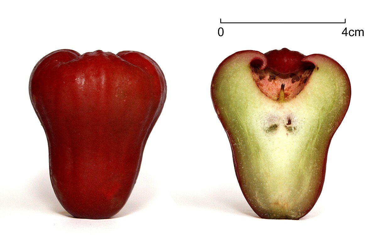 https://upload.wikimedia.org/wikipedia/commons/thumb/9/97/Wax_apple.jpg/1200px-Wax_apple.jpg