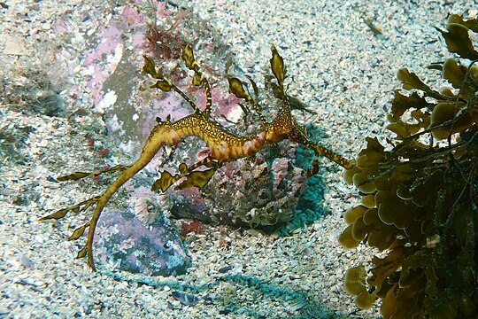 Морские коньки водоросли