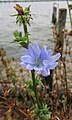 Inflorescences of a blue-flowered form, showing the two rows of bracts