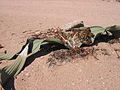 ♂ Welwitschia mirabilis with inflorescences