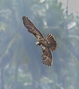 Western marsh harrier 4.jpg