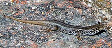 White's Skink, Halbinsel Freycinet, cropped.jpg