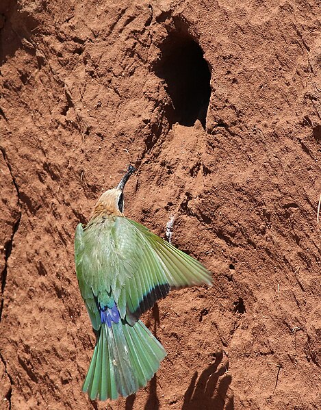 File:White-fronted Bee-eater, Merops bullockoides, at Ezemvelo Nature Reserve, near Bronkhorstspruit, South Africa (22612531845).jpg