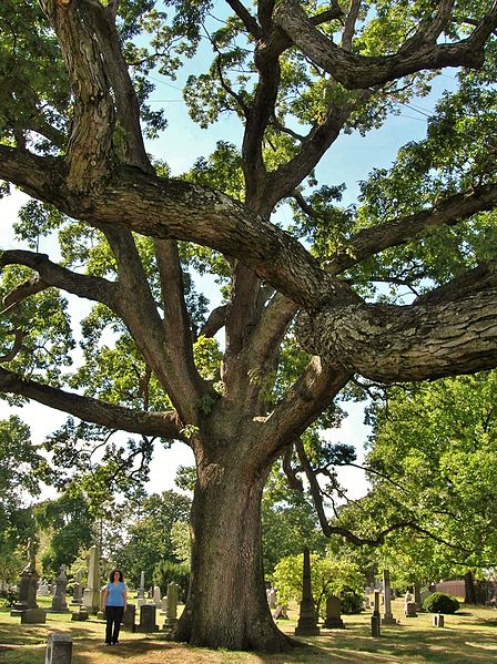 File:White Oak Tree, Woodlawn Cemetery, Bronx, NY - September 16, 2012.jpg