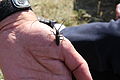 White Spotted Sawyer Beetle, or Spruce Sawyer Beetle