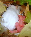 White pet mouse male.JPG